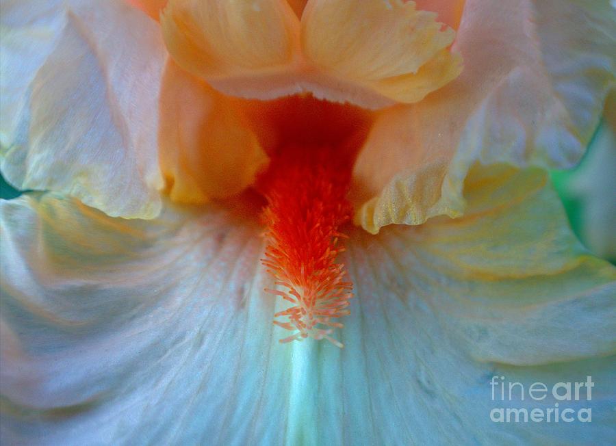 Iridescent  Photograph by Roxie Crouch