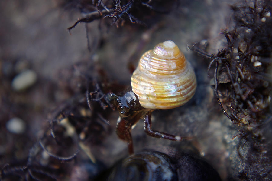 Iridescent Shell Photograph by Adria Trail
