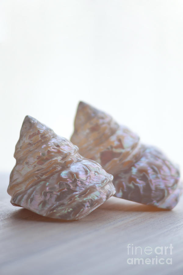 Iridescent Shells Photograph