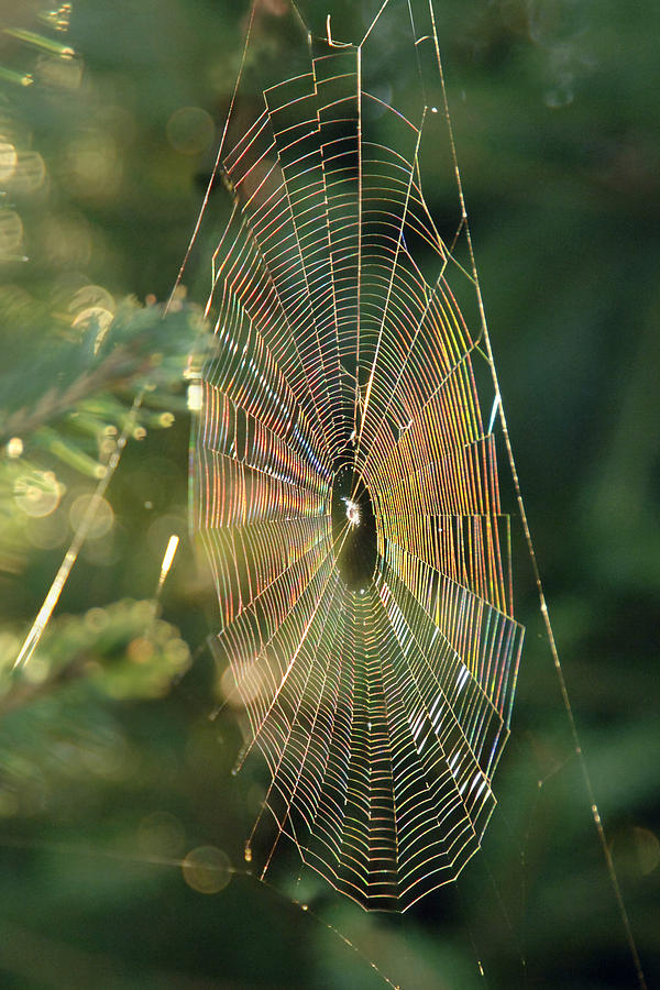 Iridescent Spiderweb Photograph by Frances Miller
