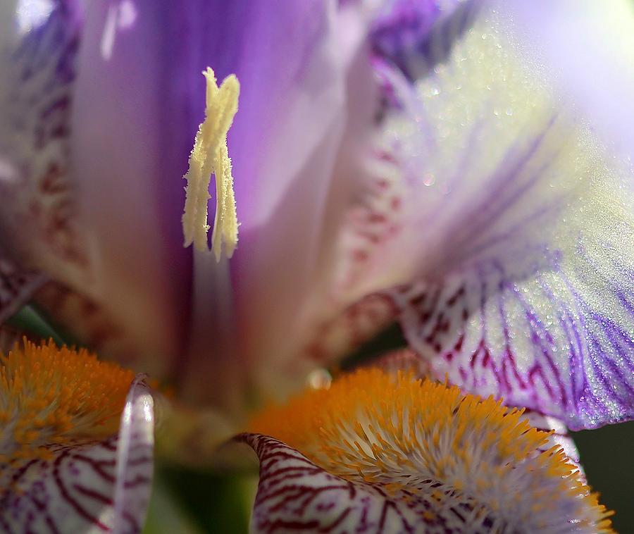 Iris Blossom Photograph by Tracy Male
