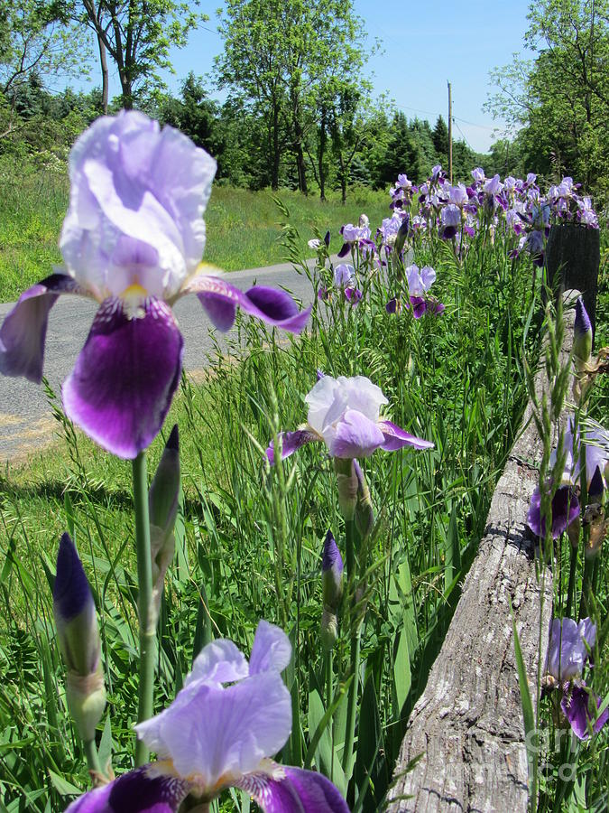 Iris In The Country Photograph by Susan Carella