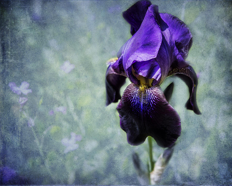 Iris - Purple And Blue - Flowers Photograph