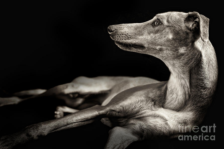 Animal Photograph - Iris 1 by Danilo Piccioni