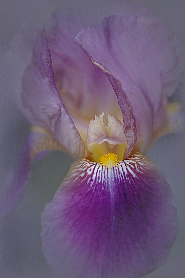 Iris 2 Photograph by Jeff Burgess