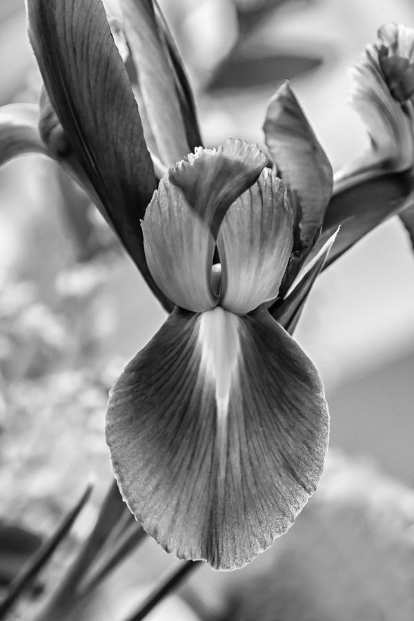 Iris 2 monochrome Photograph by Steve Harrington