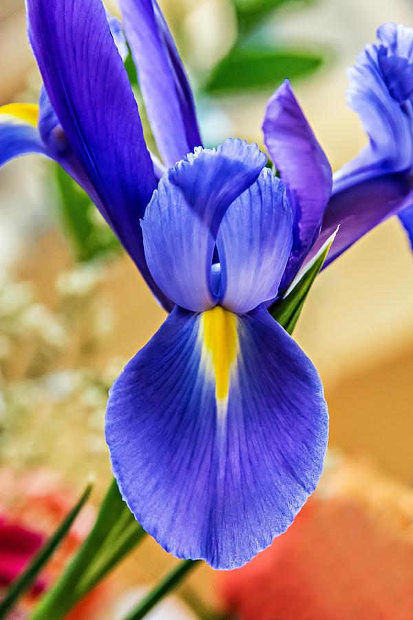 Flower Photograph - Iris 2 by Steve Harrington