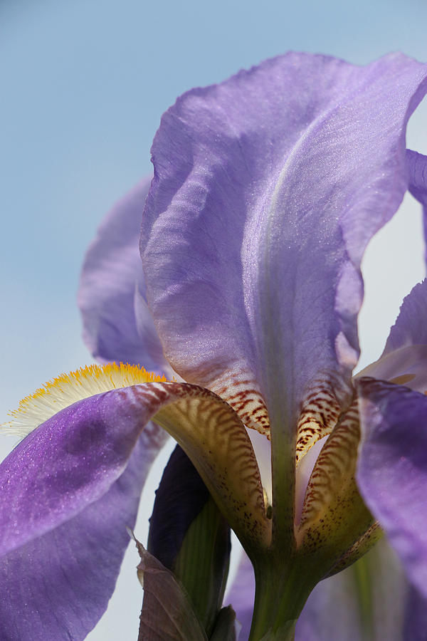 Iris 26 Reaching for the Sky Photograph by Allen Beatty