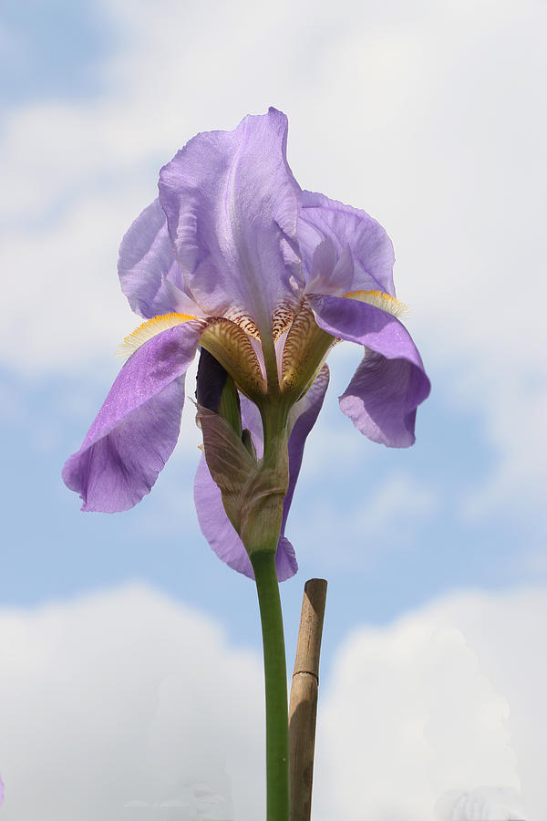 Iris 27 Reaching for the Sky Photograph by Allen Beatty