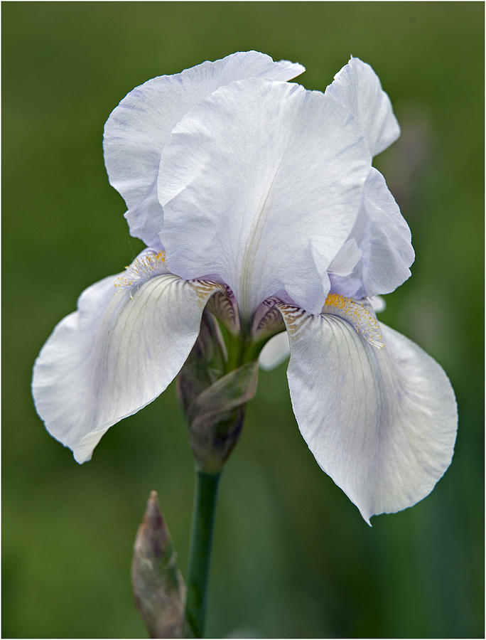 Iris fotografie hamburg