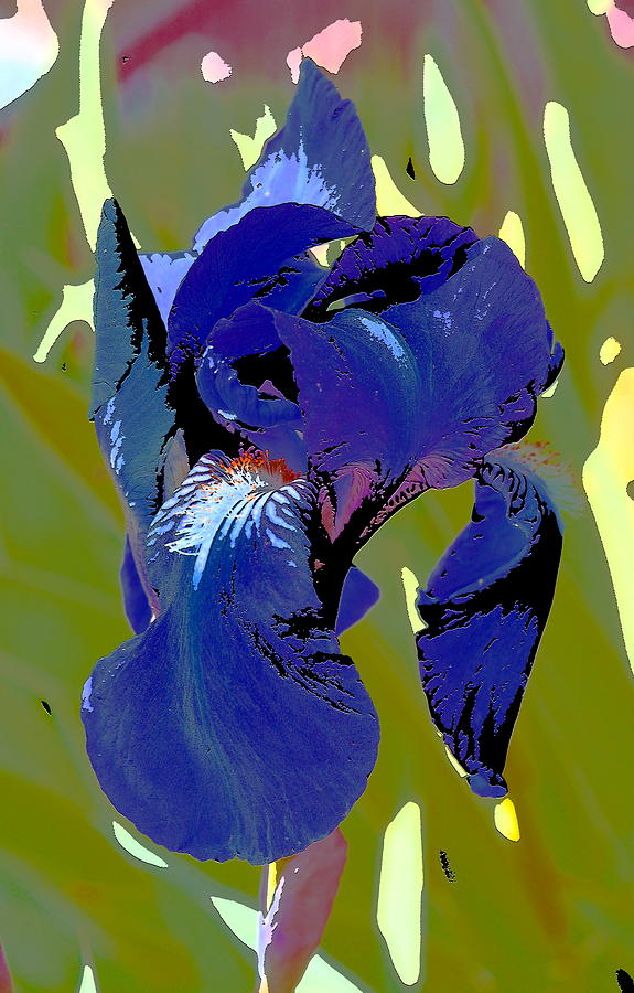 Iris 55 Photograph by Pamela Cooper