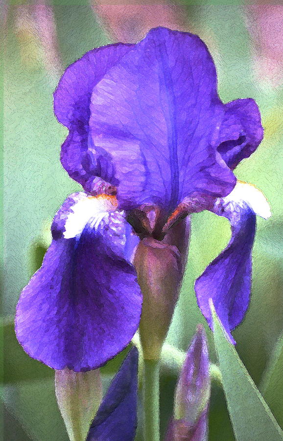 Iris 56 Photograph by Pamela Cooper