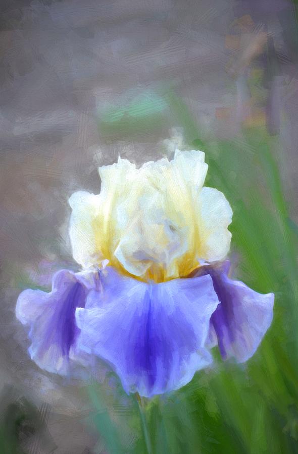 Flower Photograph - Iris 67 by Pamela Cooper