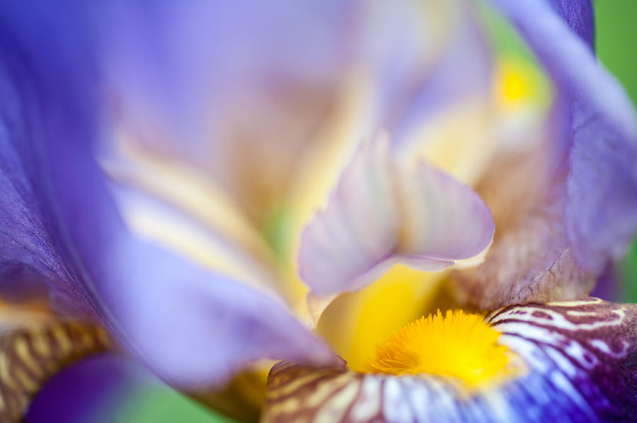 Iris Abstract 1. Macro Photograph by Jenny Rainbow