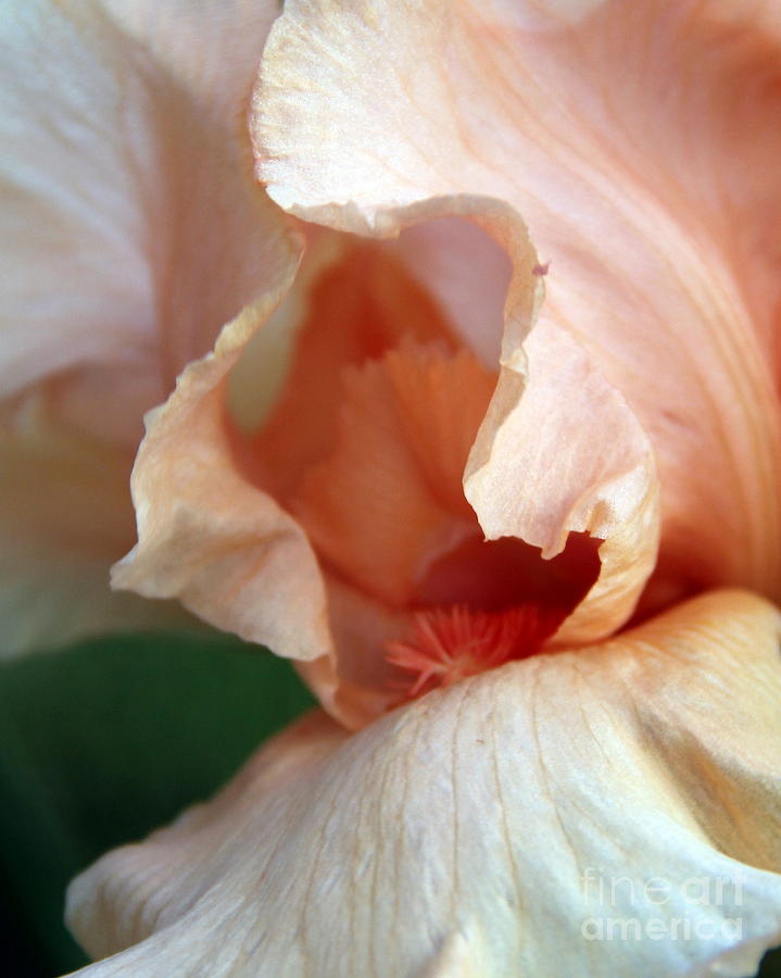 Iris Abstract Photograph by A K Dayton