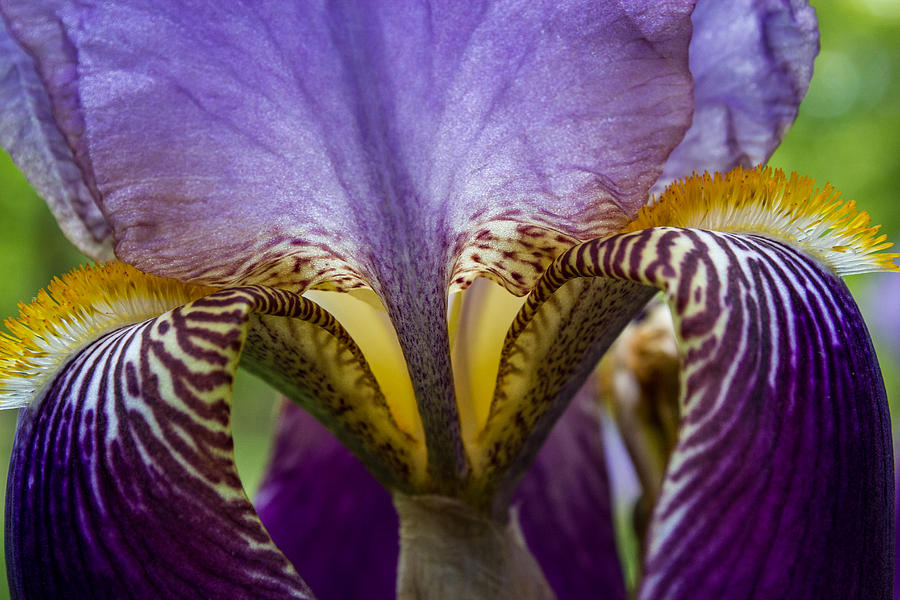 Iris Abstract Photograph by Glenn DiPaola