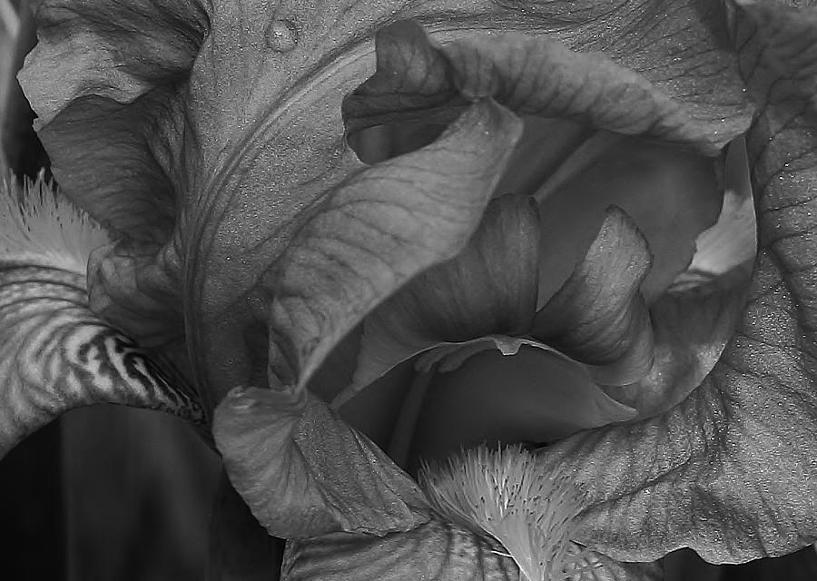 Iris Abstract in Black and White Photograph by Bruce Bley