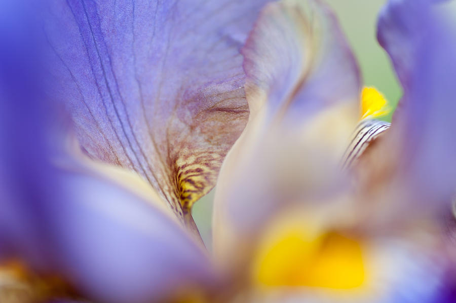 Iris Abstract Photograph by Jenny Rainbow