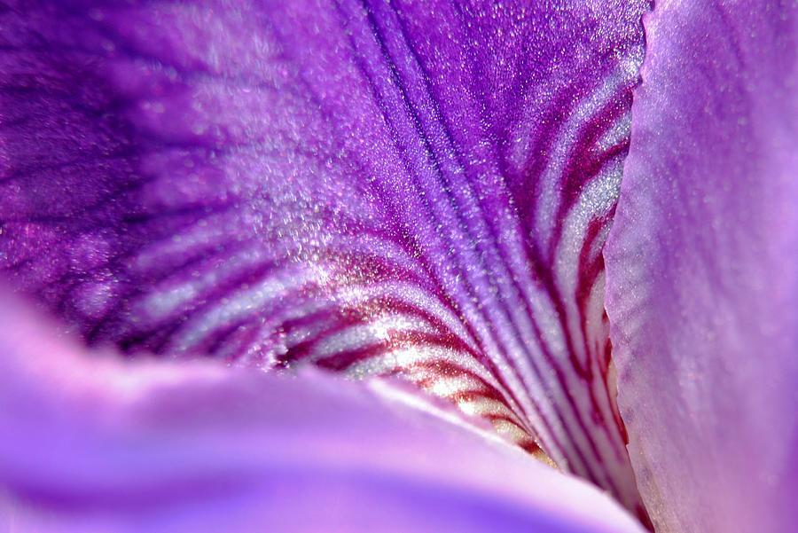 Iris Abstract Photograph by Kelly Nowak