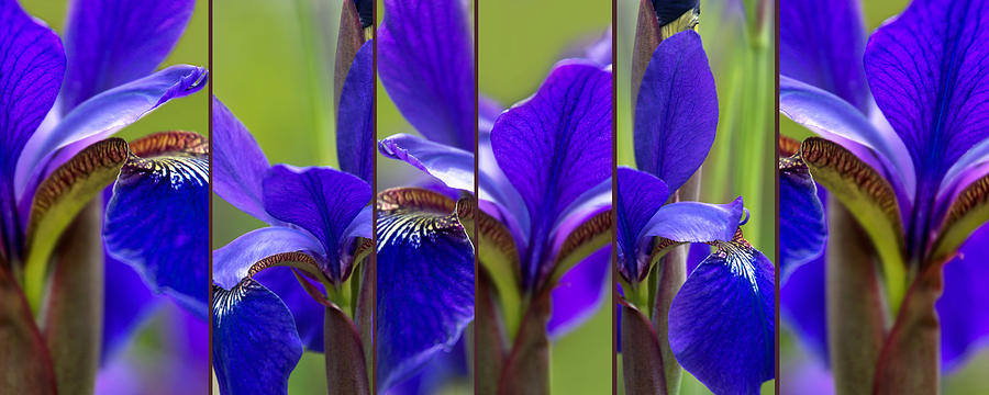 Iris Abstract Photograph by Leda Robertson