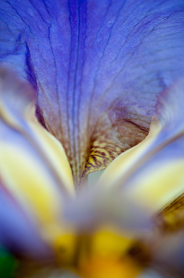 Iris Abstract. Macro Photograph by Jenny Rainbow