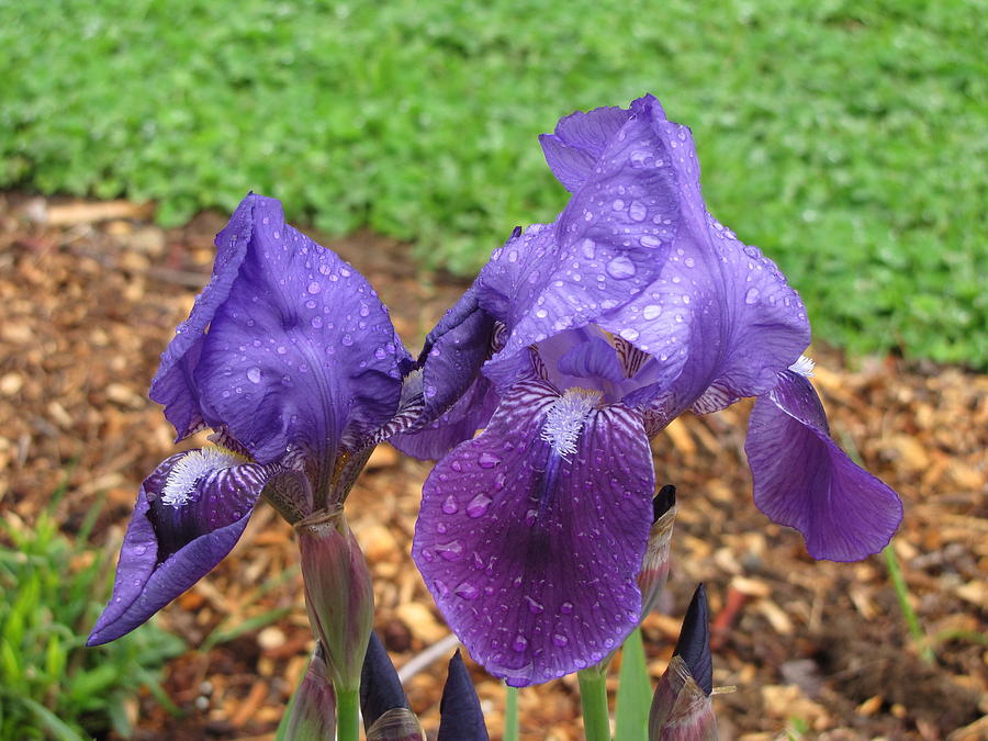 Iris After Rain Photograph