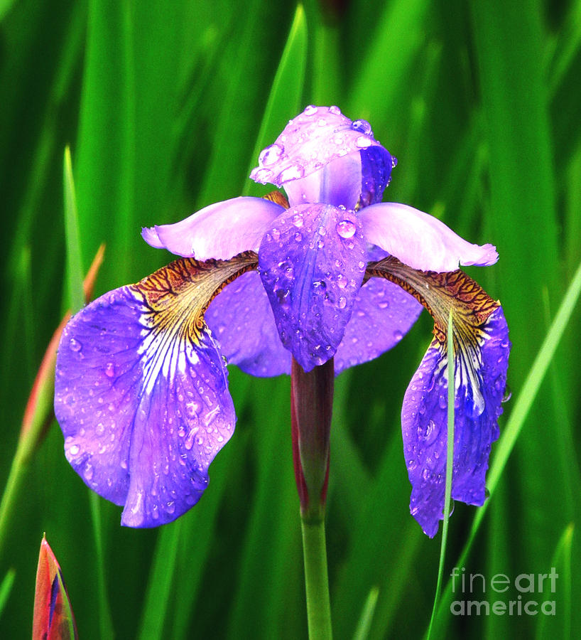 Iris After Spring Rain Photograph by Beth Ferris Sale