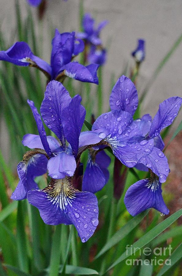 Iris After Spring Shower Photograph