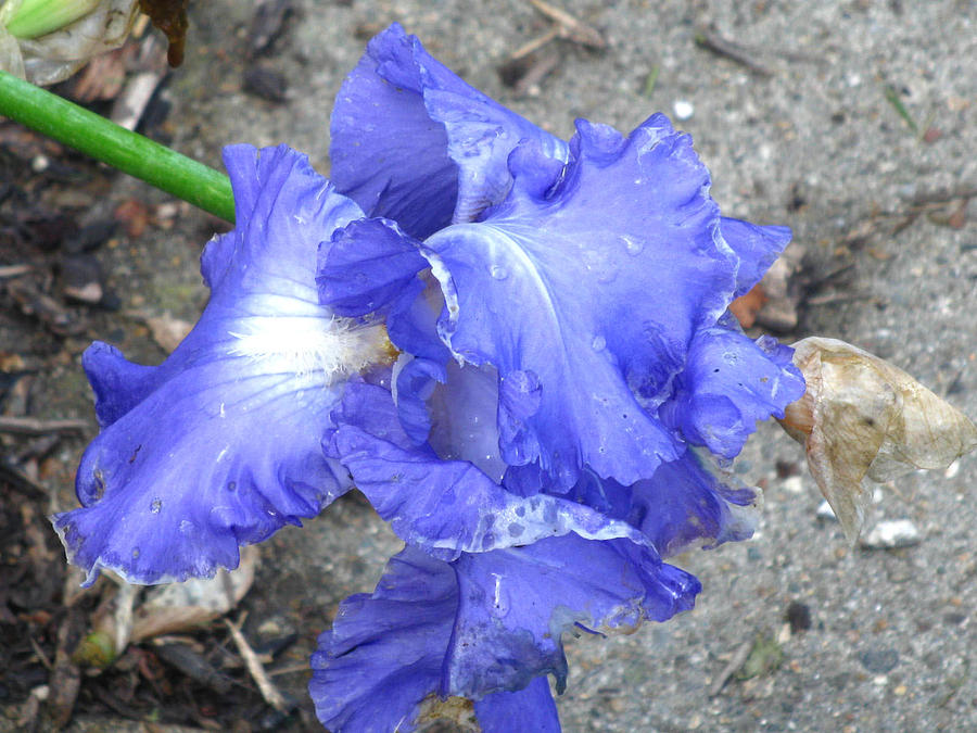 Iris After the Rain Photograph by Michele Wilson