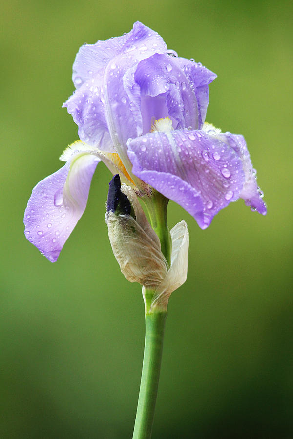 Iris After the Rain Photograph by Trina  Ansel