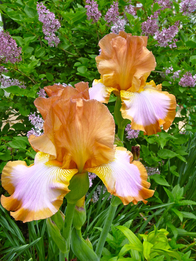 Iris and lilacs 2 Photograph by Ellen Paull