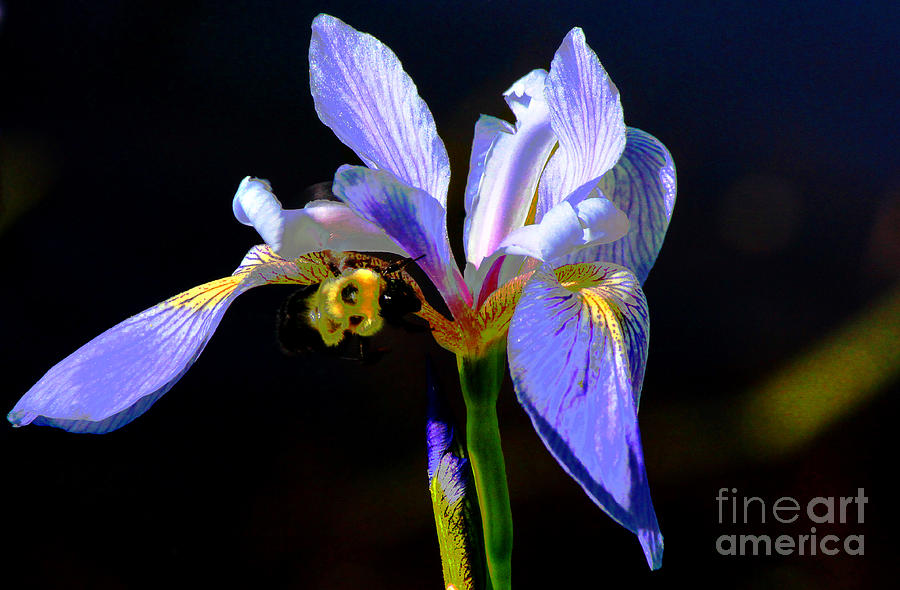 Purple Iris Photograph - Iris and the Bee by Ola Allen