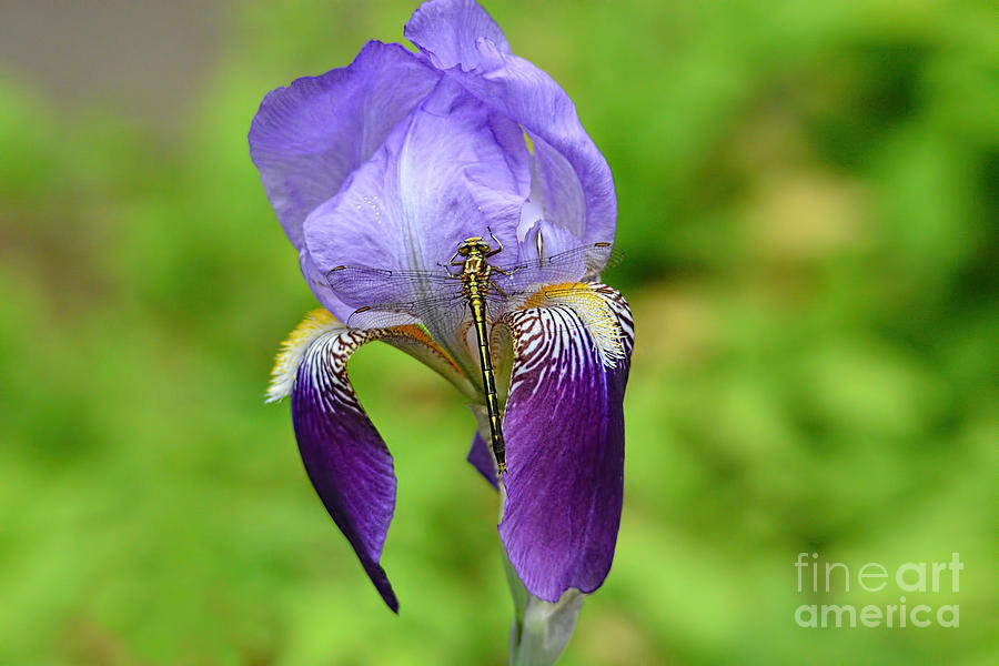 Iris and the Dragonfly 3 Photograph by Jai Johnson