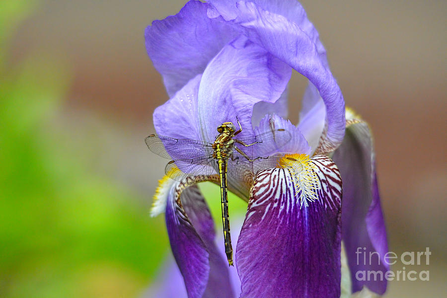 Iris and the Dragonfly 4 Photograph by Jai Johnson