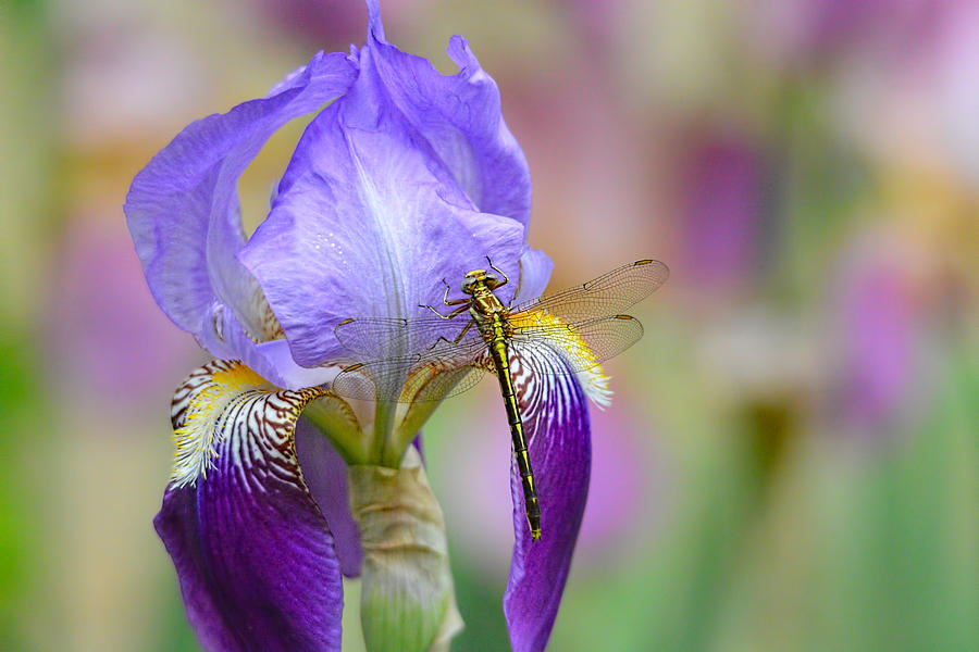 Iris and the Dragonfly 6 Photograph by Jai Johnson