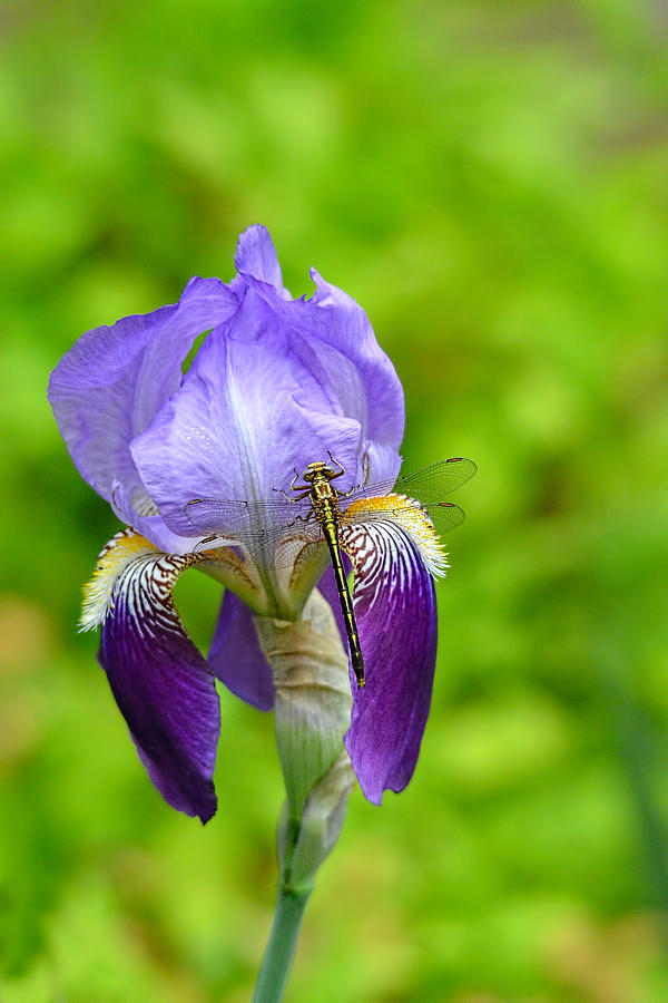 Iris and the Dragonfly 7 Photograph by Jai Johnson