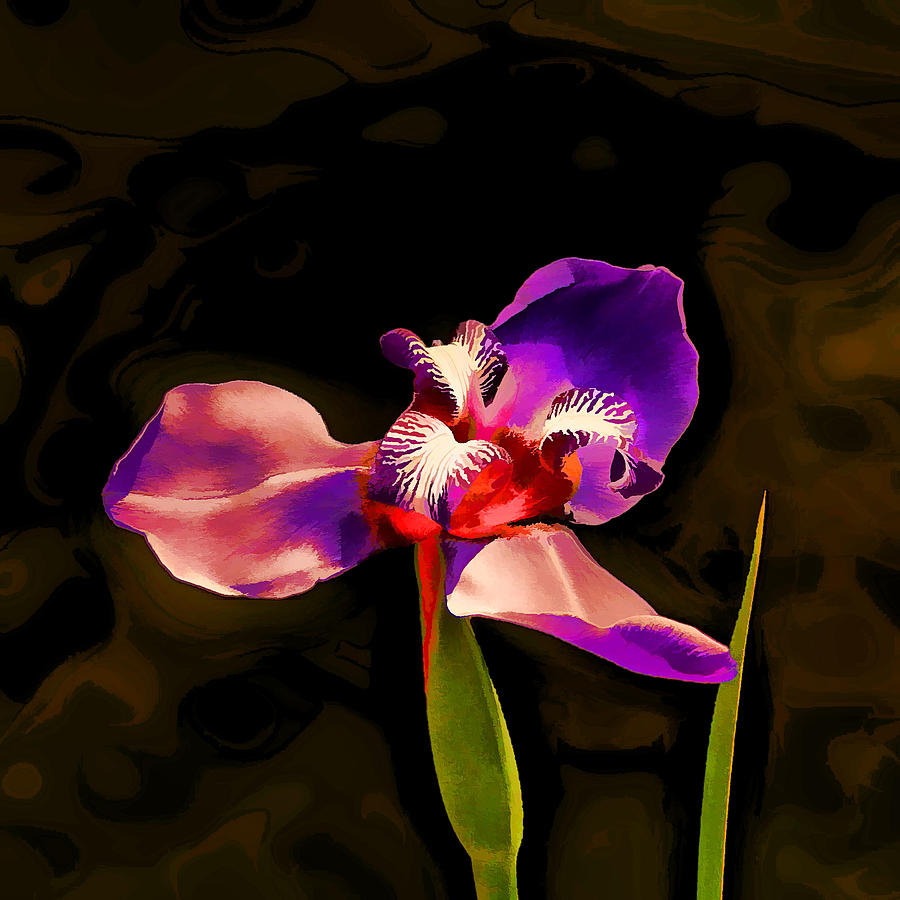 Iris and the Glamour Shot Digital Art by Wendy J St Christopher
