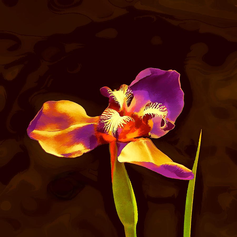 Iris and the Sunset Glamour Shot Digital Art by Wendy J St Christopher