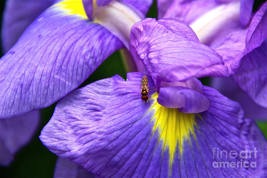 Iris and Tiny Gems Photograph by Byron Varvarigos