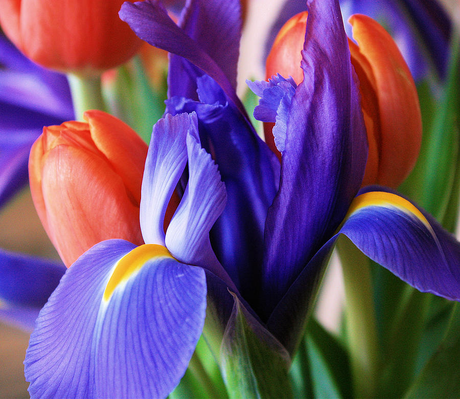 Iris and Tulips Photograph by Gerry Bates