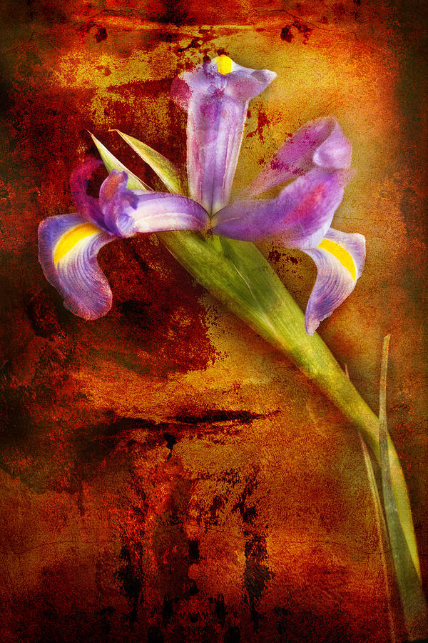 Iris Art Photograph by Bob Coates