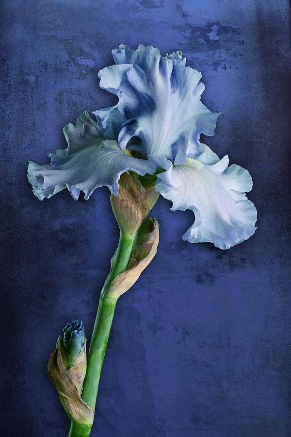 Iris Art Cyan and Blue Photograph by Bob Coates
