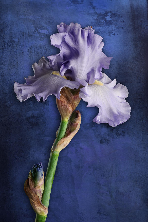 Iris Art Lavender and Blue Photograph by Bob Coates