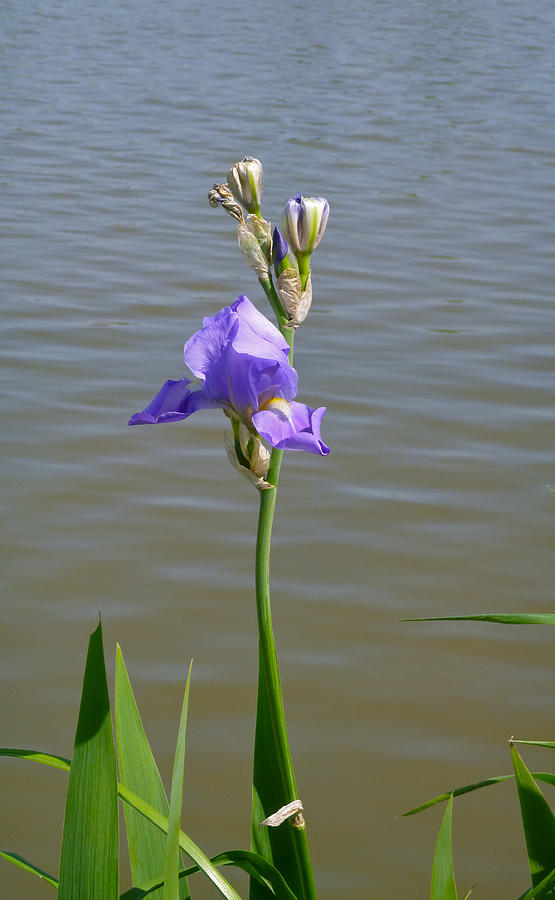 Iris with Lake Photograph by Ellen Paull
