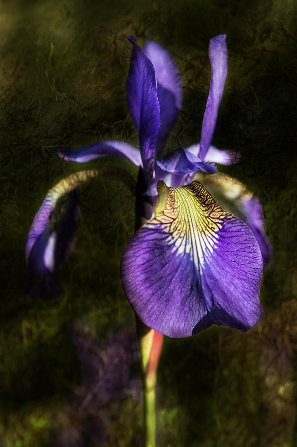 Iris Baroque Photograph by Belinda Greb