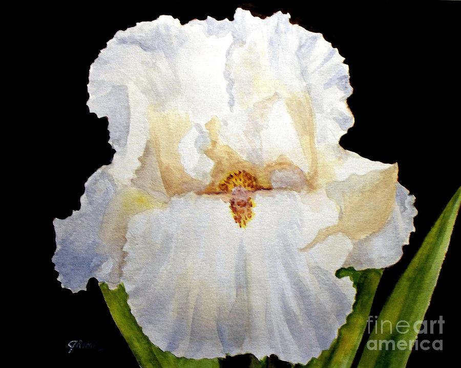 Iris Beauty Painting by Carol Grimes