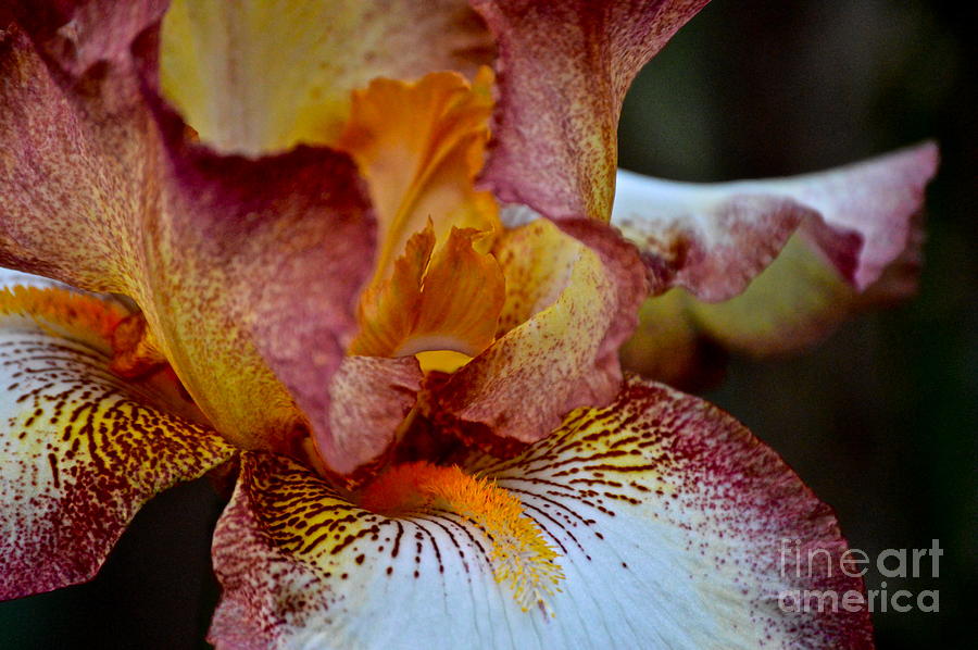 Iris Photograph - Iris Beauty by Eve Spring