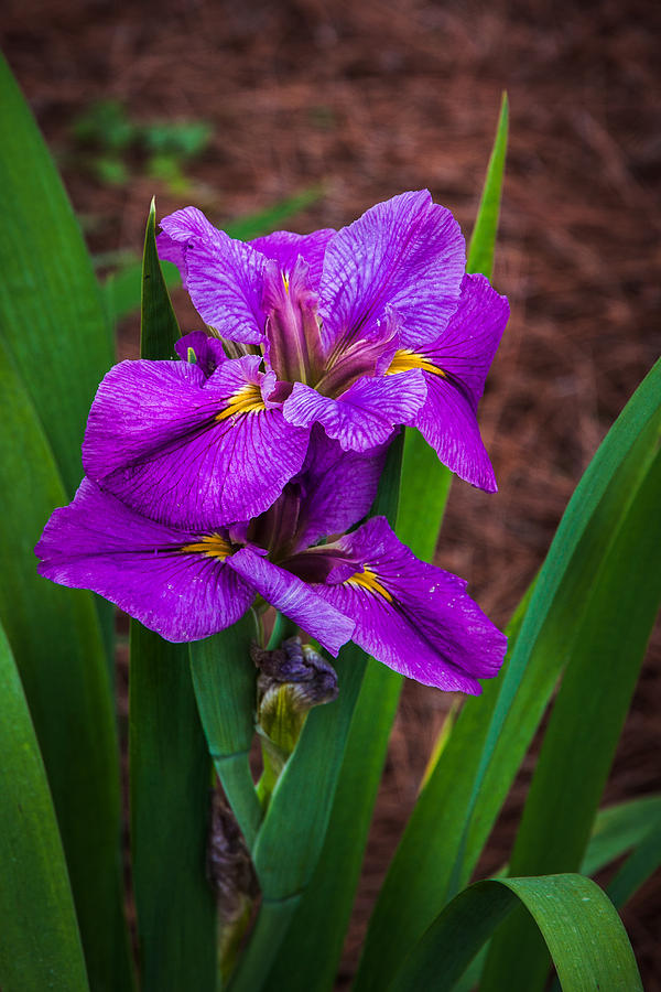 Iris Beauty Photograph by James Woody