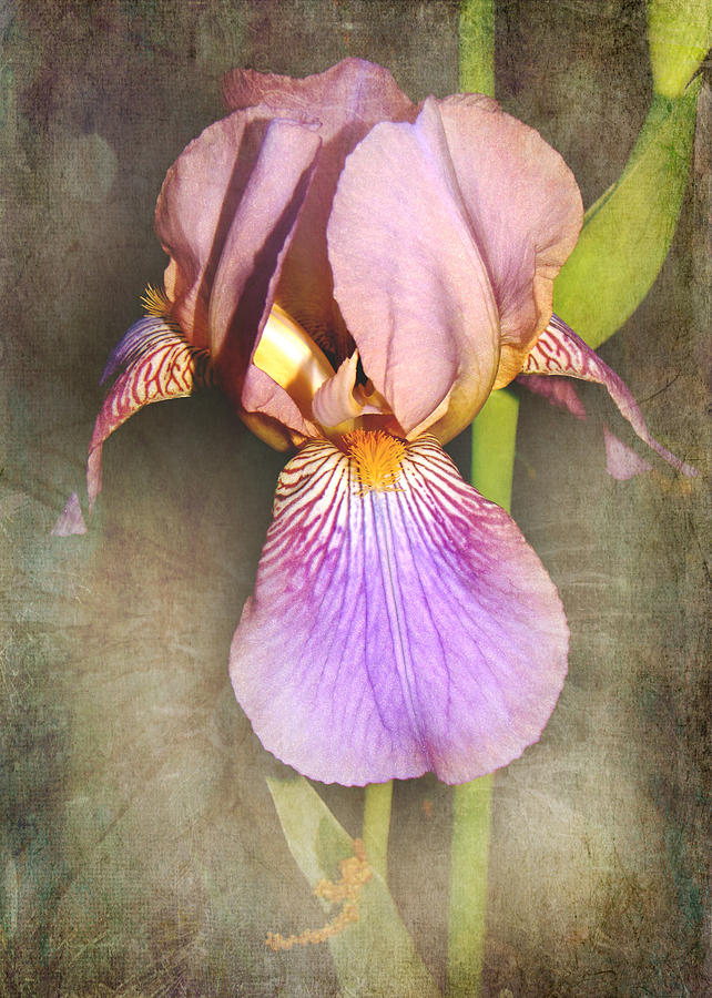 Iris Photograph - Iris Beauty by Karen Beasley