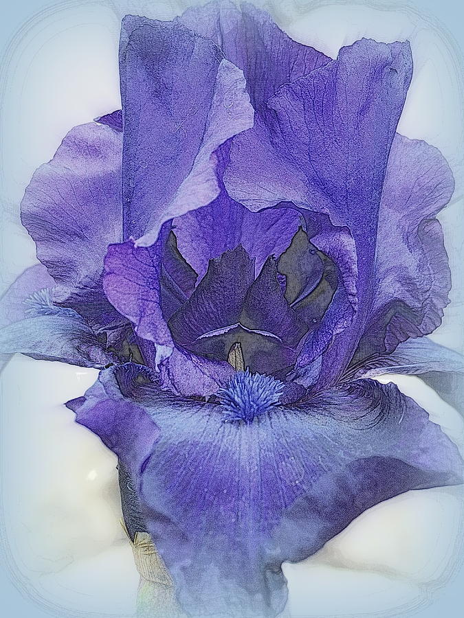 Iris Beauty Photograph by Kay Novy